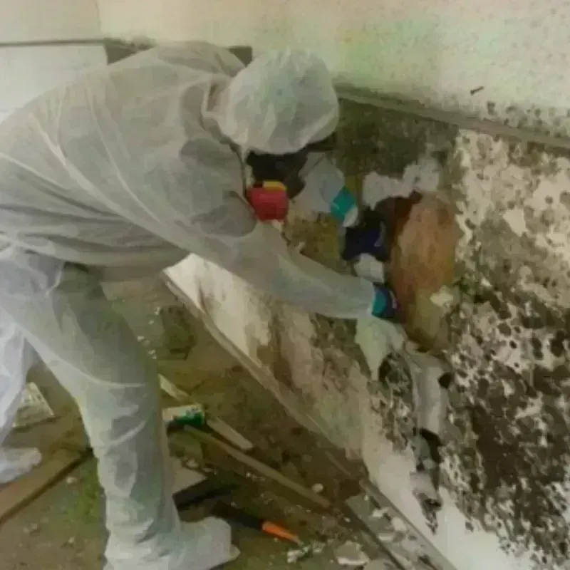 Mold Remediation and Removal in Heard County, GA